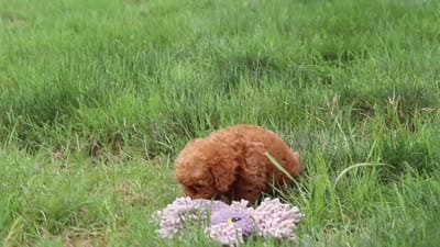 Pippa, a female Poodle - Miniature  for sale in Millersburg, OH – 7 of 7