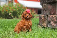 Clover, a female Poodle - Miniature  for sale in Millersburg, OH – 3 of 7