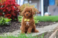 Finn, a male Poodle - Miniature  for sale in Millersburg, OH – 3 of 10