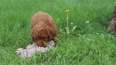 Sunny, a female Poodle - Miniature  for sale in Millersburg, OH – 7 of 7