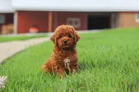 Finn, a male Poodle - Miniature  for sale in Millersburg, OH – 6 of 10