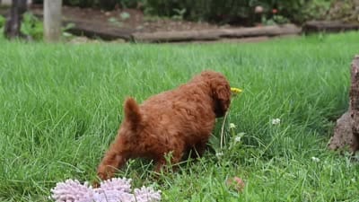 Clover, a female Poodle - Miniature  for sale in Millersburg, OH – 7 of 7