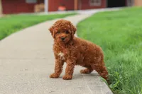 Finn, a male Poodle - Miniature  for sale in Millersburg, OH – 5 of 10
