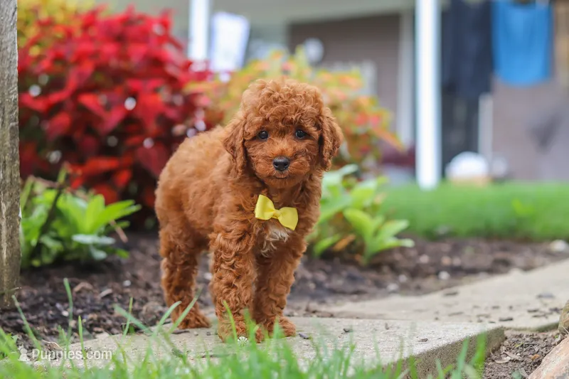 Finn – Poodle - Miniature  puppy for sale in Millersburg, OH