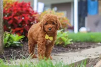 Finn, a male Poodle - Miniature  for sale in Millersburg, OH – 1 of 10
