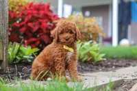Finn, a male Poodle - Miniature  for sale in Millersburg, OH – 7 of 10