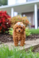 Pippa, a female Poodle - Miniature  for sale in Millersburg, OH – 6 of 7