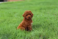 Finn, a male Poodle - Miniature  for sale in Millersburg, OH – 8 of 10