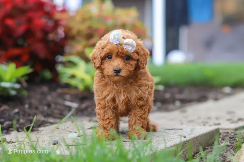 Pippa – Poodle - Miniature  puppy for sale in Millersburg, OH