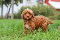 Sunny, a female Poodle - Miniature  for sale in Millersburg, OH – 3 of 7