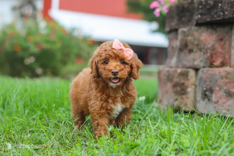 Sunny – Poodle - Miniature  puppy for sale in Millersburg, OH