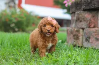 Sunny, a female Poodle - Miniature  for sale in Millersburg, OH – 1 of 7