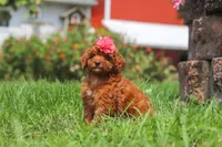 Clover, a female Poodle - Miniature  for sale in Millersburg, OH – 5 of 7