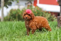 Clover, a female Poodle - Miniature  for sale in Millersburg, OH – 4 of 7