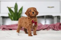 Brodie, a male Miniature Goldendoodle for sale in Millersburg, OH – Photo 5 of 5