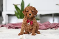 Brodie, a male Miniature Goldendoodle for sale in Millersburg, OH – Photo 1 of 5
