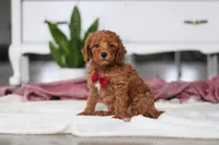 Brodie, a male Miniature Goldendoodle for sale in Millersburg, OH – Photo 3 of 5