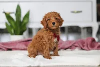 Brodie, a male Miniature Goldendoodle for sale in Millersburg, OH – Photo 4 of 5