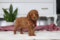 Brodie, a male Miniature Goldendoodle for sale in Millersburg, OH – Photo 2 of 5