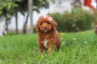 Sunny, a female Poodle - Miniature  for sale in Millersburg, OH – 5 of 7