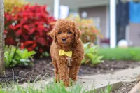 Finn, a male Poodle - Miniature  for sale in Millersburg, OH – 2 of 10