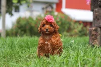 Clover, a female Poodle - Miniature  for sale in Millersburg, OH – 2 of 7