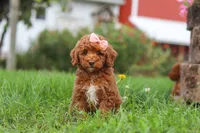 Sunny, a female Poodle - Miniature  for sale in Millersburg, OH – 2 of 7