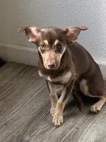 Molly, a female Catahoula Leopard Dog and Chihuahua for sale in Waipahu, HI – 3 of 3