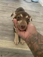 Molly, a female Catahoula Leopard Dog and Chihuahua for sale in Waipahu, HI – 2 of 3