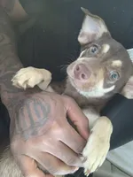 Molly, a female Catahoula Leopard Dog and Chihuahua for sale in Waipahu, HI – 1 of 3