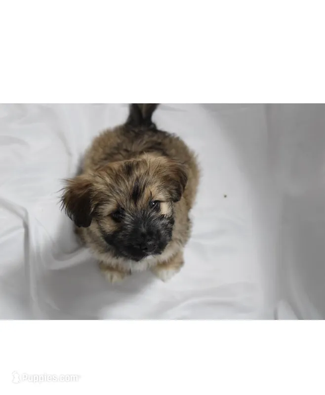 Brown – Pomsky puppy for sale in Bronx, NY