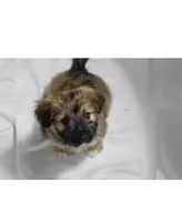 Brown, a male Pomsky for sale in Bronx, NY – Photo 1 of 6