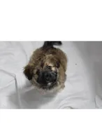 Brown, a male Pomsky for sale in Bronx, NY – Photo 3 of 6