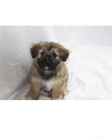 Brown, a male Pomsky for sale in Bronx, NY – Photo 4 of 6