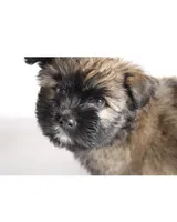 Brown, a male Pomsky for sale in Bronx, NY – Photo 2 of 6