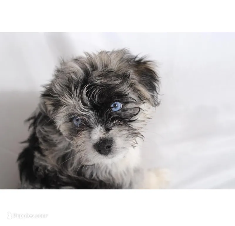 Spots – Pomsky puppy for sale in Bronx, NY