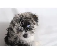 Spots, a male Pomsky for sale in Bronx, NY – Photo 1 of 6