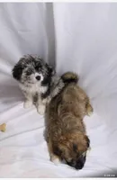 Spots, a male Pomsky for sale in Bronx, NY – Photo 4 of 6