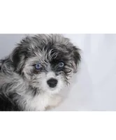 Spots, a male Pomsky for sale in Bronx, NY – Photo 2 of 6