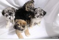 Spots, a male Pomsky for sale in Bronx, NY – Photo 5 of 6