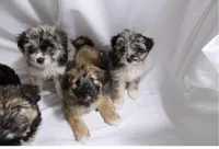 Black, a male Pomsky for sale in Bronx, NY – Photo 3 of 3