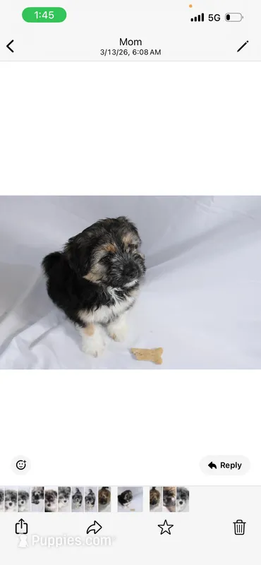 Black – Pomsky puppy for sale in Bronx, NY