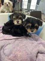 Negrita 1, a female Morkie for sale in Orlando, FL – 3 of 8