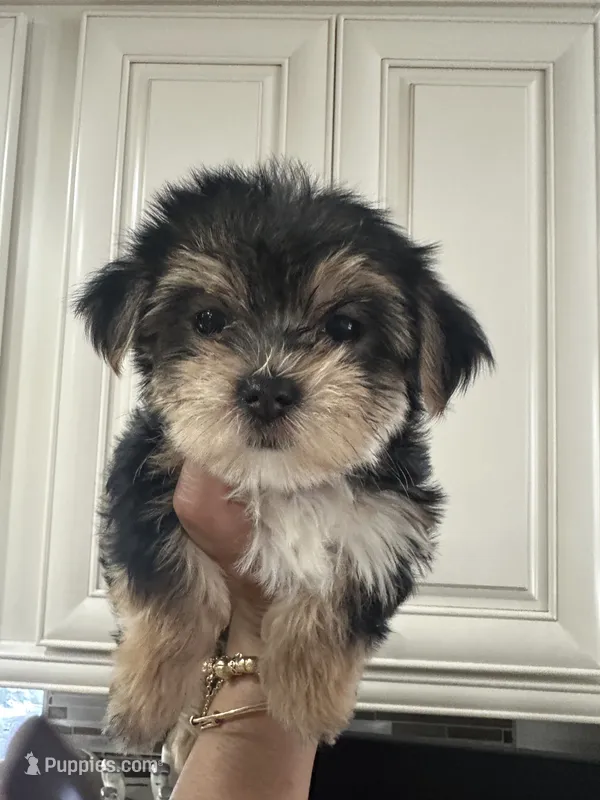 Negrita 2 – Morkie puppy for sale in Orlando, FL