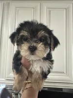 Negrita 2, a female Morkie for sale in Orlando, FL – 1 of 8
