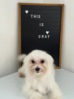 Puppy 3, a male Maltese for sale in Orlando, FL – 7 of 8
