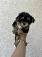 Negrita 1, a female Morkie for sale in Orlando, FL – 7 of 8