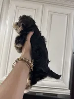 Negrita 2, a female Morkie for sale in Orlando, FL – 6 of 8