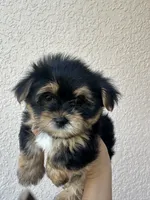 Negrita 1, a female Morkie for sale in Orlando, FL – 6 of 8