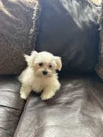 Puppy 3, a male Maltese for sale in Orlando, FL – 3 of 4